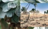 Exploring the Healing Wisdom of Australian Bush Medicine