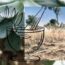 Exploring the Healing Wisdom of Australian Bush Medicine